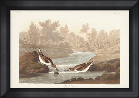 Framed Pl. 320 Little Sandpiper Print