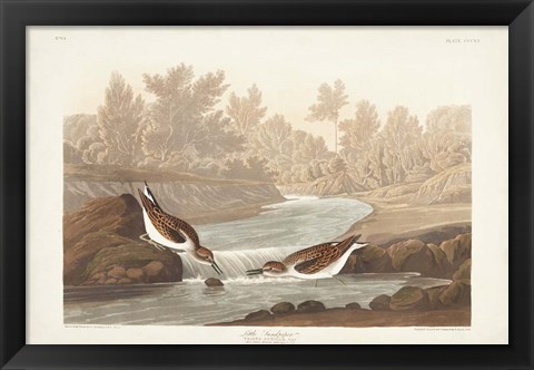 Framed Pl. 320 Little Sandpiper Print