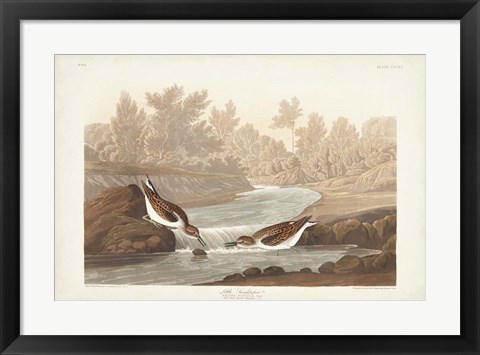 Framed Pl. 320 Little Sandpiper Print