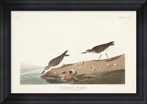 Framed Pl. 405 Semipalmated Sandpiper Print