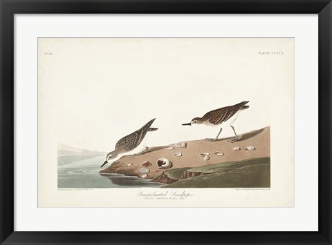 Framed Pl. 405 Semipalmated Sandpiper Print