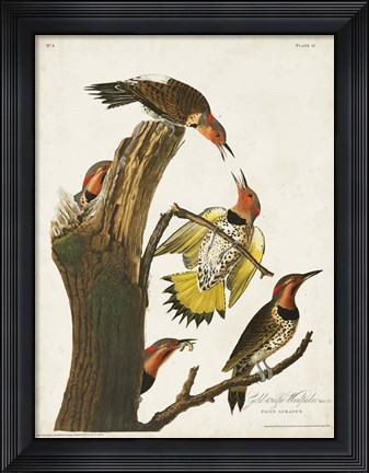 Framed Pl. 37 Gold-winged Woodpecker Print