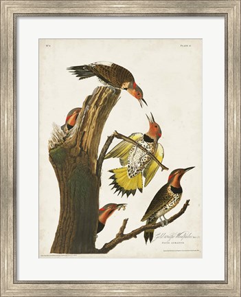 Framed Pl. 37 Gold-winged Woodpecker Print