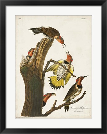 Framed Pl. 37 Gold-winged Woodpecker Print