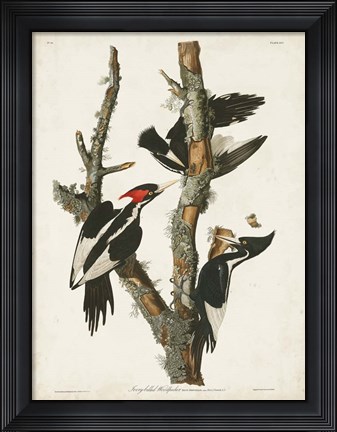 Framed Pl. 66 Ivory-billed Woodpecker Print