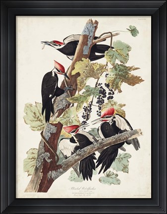 Framed Pl. 111 Pileated Woodpecker Print
