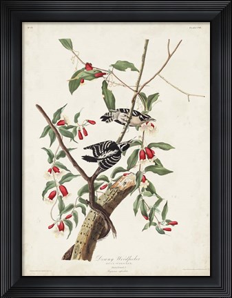 Framed Pl. 112 Downy Woodpecker Print