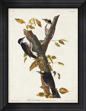 Framed Pl. 132 Three-toed Woodpecker Print