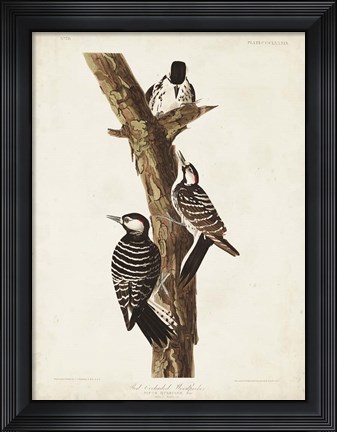 Framed Pl. 389 Red-cockaded Woodpecker Print