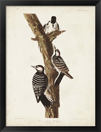Framed Pl. 389 Red-cockaded Woodpecker Print