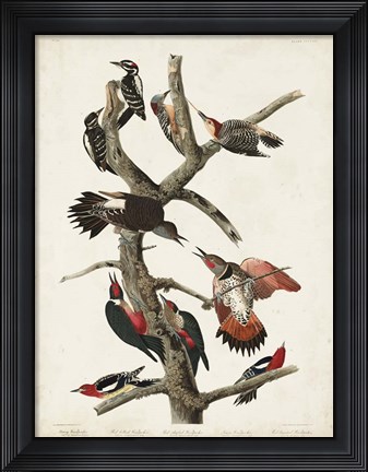Framed Pl. 416 Hairy Woodpecker Print
