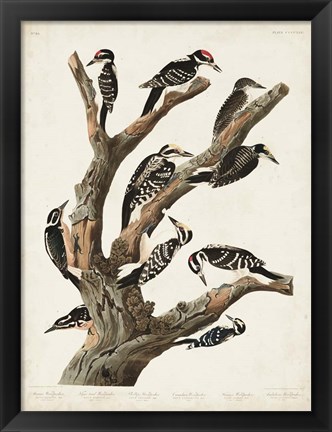 Framed Pl. 417 Marias Woodpecker Print