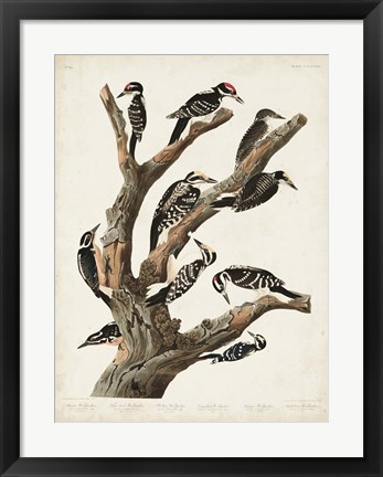 Framed Pl. 417 Marias Woodpecker Print