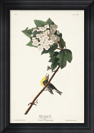 Framed Pl. 119 Yellow-throated Vireo Print