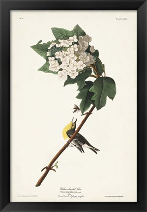 Framed Pl. 119 Yellow-throated Vireo Print