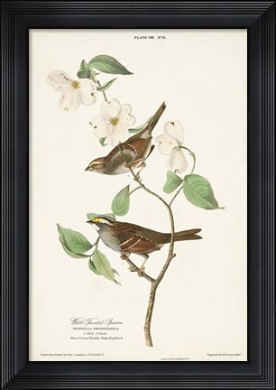 Framed Pl.8 White-throated Sparrow Print