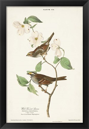 Framed Pl.8 White-throated Sparrow Print