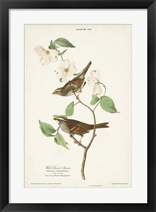 Framed Pl.8 White-throated Sparrow Print