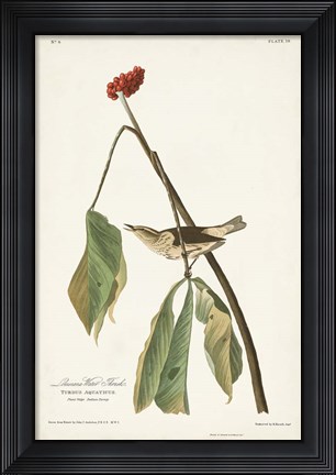 Framed Pl. 19 Louisiana Water Thrush Print