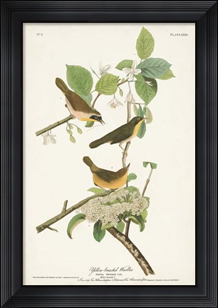 Framed Pl. 23 Yellow-breasted Warbler Print