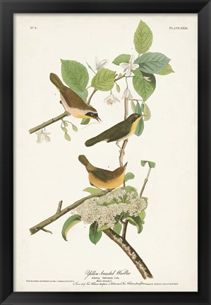 Framed Pl. 23 Yellow-breasted Warbler Print