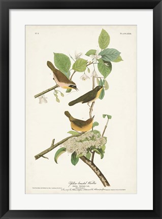 Framed Pl. 23 Yellow-breasted Warbler Print