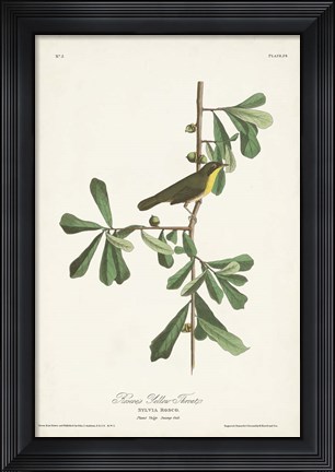 Framed Pl. 24 Roscoe&#39;s Yellow Throat Print