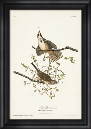 Framed Pl. 25 Song Sparrow Print