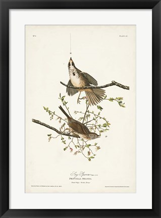 Framed Pl. 25 Song Sparrow Print