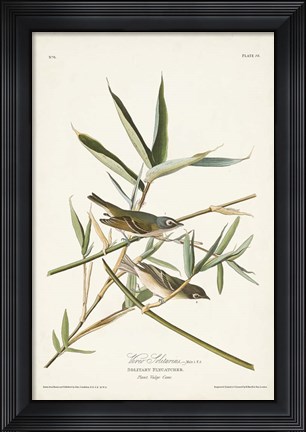 Framed Pl. 28 Vireo Solitarius Print