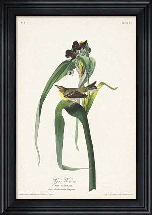 Framed Pl. 30 Vigors Vireo Print
