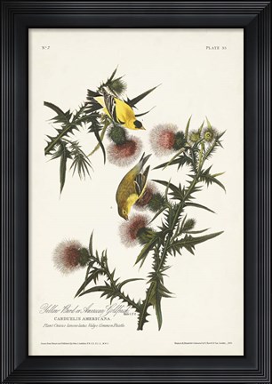 Framed Pl. 33 American Gold Finch Print