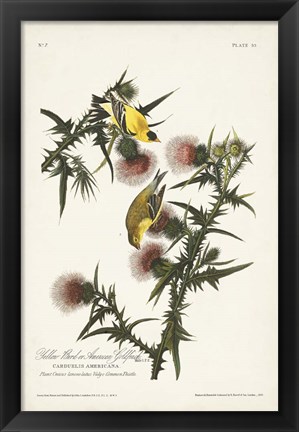 Framed Pl. 33 American Gold Finch Print