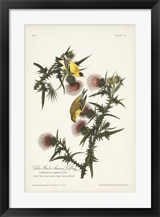 Framed Pl. 33 American Gold Finch Print