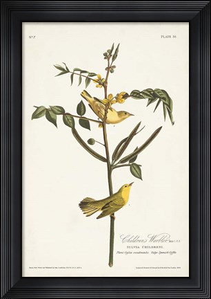 Framed Pl. 35 Children&#39;s Warbler Print