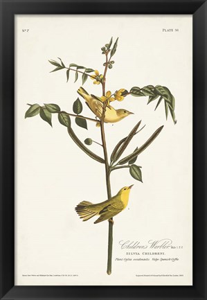 Framed Pl. 35 Children&#39;s Warbler Print