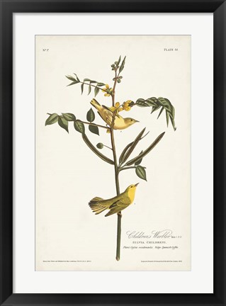 Framed Pl. 35 Children&#39;s Warbler Print