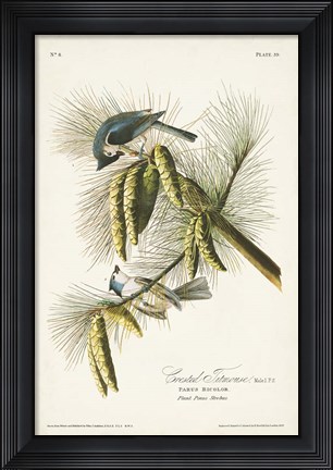 Framed Pl. 39 Crested Titmouse Print