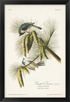 Framed Pl. 39 Crested Titmouse Print