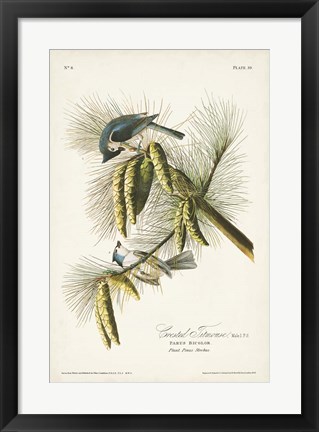 Framed Pl. 39 Crested Titmouse Print