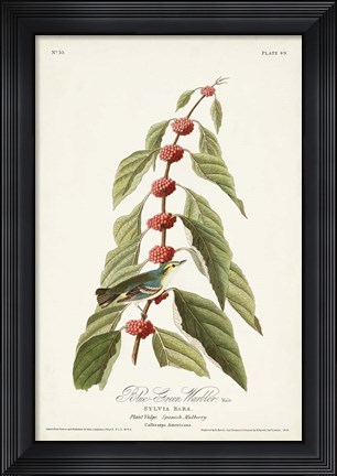 Framed Pl. 49 Blue- Green Warbler Print