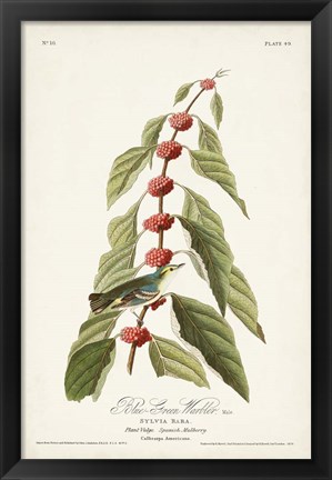 Framed Pl. 49 Blue- Green Warbler Print