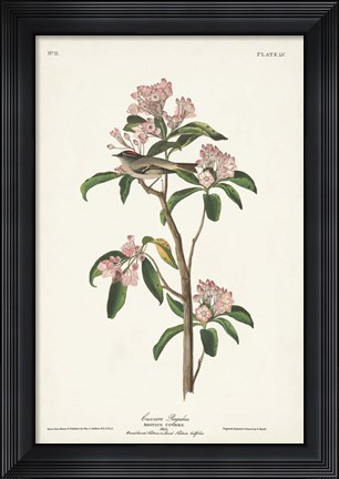Framed Pl. 55 Cuvier&#39;s Regulus Print
