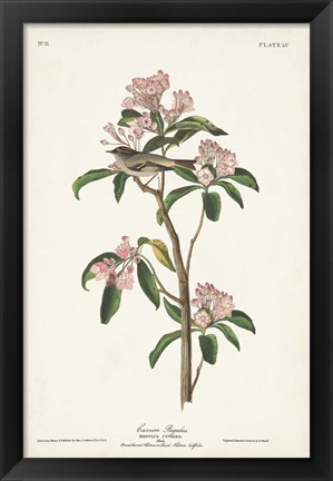 Framed Pl. 55 Cuvier&#39;s Regulus Print