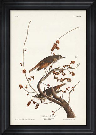 Framed Pl. 58 Hermit Thrush Print