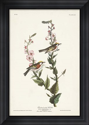 Framed Pl. 59 Chestnut-sided Warbler Print