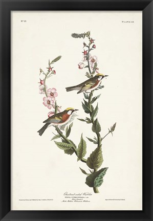 Framed Pl. 59 Chestnut-sided Warbler Print