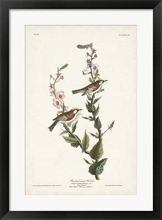 Framed Pl. 59 Chestnut-sided Warbler Print