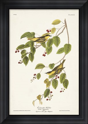 Framed Pl. 60 Carbonated Warbler Print