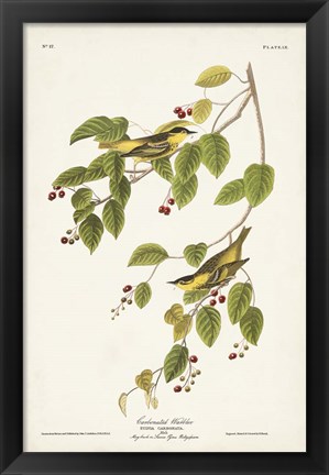 Framed Pl. 60 Carbonated Warbler Print